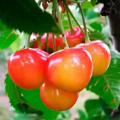 Черешня ДОНЧАНКА  Черешня ДОНЧАНКА в Магнитогорске