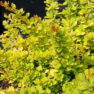 Барбарис СЕНСЕЙШЕН тунберга  Барбарис СЕНСЕЙШЕН тунберга в Магнитогорске