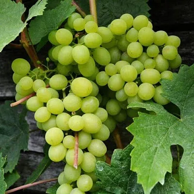 Виноград АЛЕШЕНЬКИН в Магнитогорске