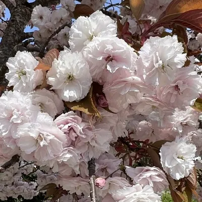 Сакура ШИРОФУГЕН  Сакура ШИРОФУГЕН в Магнитогорске