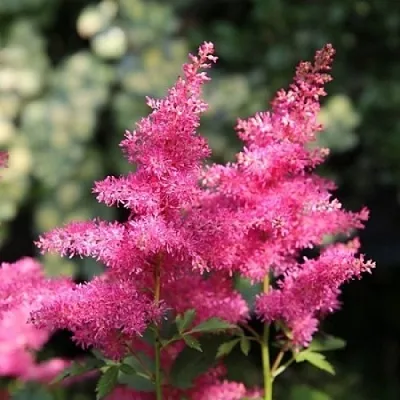 Астильба САННИ ДЕЙ гибридная  Астильба САННИ ДЕЙ гибридная в Магнитогорске