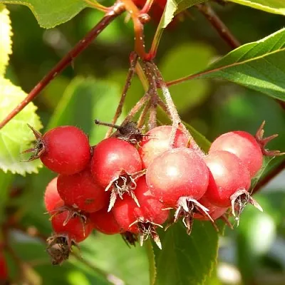 Боярышник ШАМИЛЬ в Магнитогорске