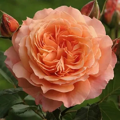 Саженцы роз БЕЛЬВЕДЕР шраб  Саженцы роз БЕЛЬВЕДЕР шраб в Магнитогорске