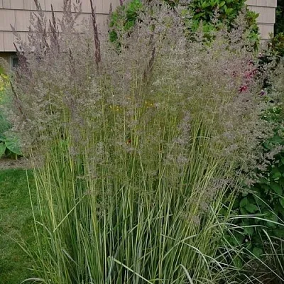 Вейник АВАЛАНШ остроцветковый  Вейник АВАЛАНШ остроцветковый в Магнитогорске