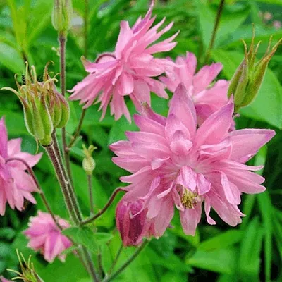 Аквилегия БАРЛОУ ПИНК гибрид МакКаны  Аквилегия БАРЛОУ ПИНК гибрид МакКаны в Магнитогорске