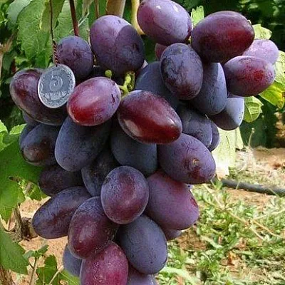 Средние сорта Средние сорта в Магнитогорске