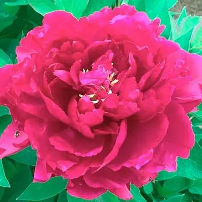 Пион ОСТРОВНОЙ МИНИСТР древовидный  Пион ОСТРОВНОЙ МИНИСТР древовидный в Магнитогорске