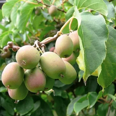 Актинидия ЛЮСИ аргута   Актинидия ЛЮСИ аргута  в Магнитогорске