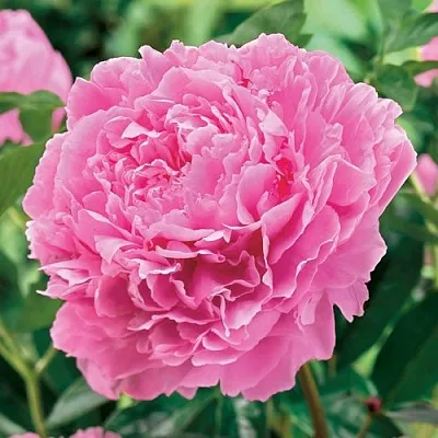 Пион МИСС ЭКХАРТ травянистый  Пион МИСС ЭКХАРТ травянистый в Магнитогорске