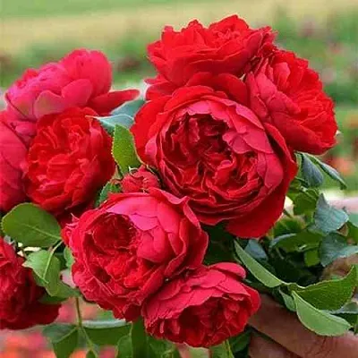 Саженцы роз ФЛОРЕНТИНА плетистая  Саженцы роз ФЛОРЕНТИНА плетистая в Магнитогорске