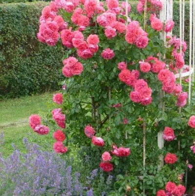 Саженцы роз РОЗЕУМ ЮТЕРСОН плетистая — описание сорта Саженцы роз РОЗЕУМ ЮТЕРСОН плетистая в Магнитогорске