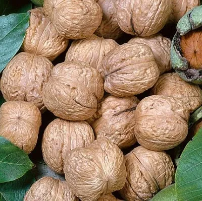 грецкий орех ГИГАНТ грецкий орех ГИГАНТ