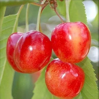 Черешня МЕДУНИЦА  Черешня МЕДУНИЦА в Магнитогорске