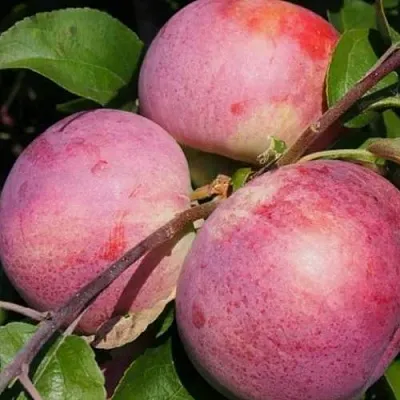 Яблоня БЕЛОРУССКОЕ МАЛИНОВОЕ  Яблоня БЕЛОРУССКОЕ МАЛИНОВОЕ в Магнитогорске