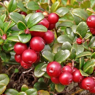 Брусника садовая АМЕРЛАНД  Брусника садовая АМЕРЛАНД в Магнитогорске