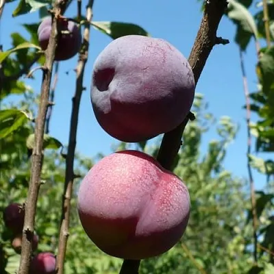 Плумкот ВЕЙ ВОНГ  Плумкот ВЕЙ ВОНГ в Магнитогорске