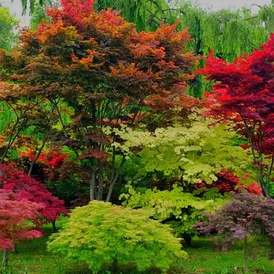 Лиственные деревья  Лиственные деревья в Магнитогорске