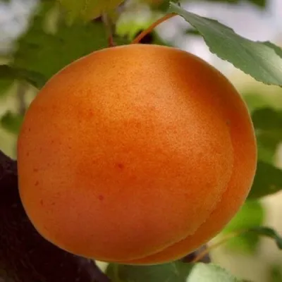 Абрикос ОЛИМП в Магнитогорске