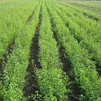 Подвой  Подвой в Магнитогорске