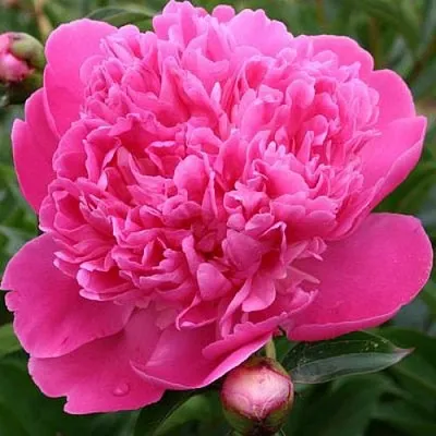 Пион ЭДУЛИС СУПЕРБА травянистый  Пион ЭДУЛИС СУПЕРБА травянистый в Магнитогорске