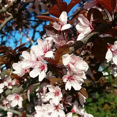 Слива ВУДИ растопыренная в Магнитогорске