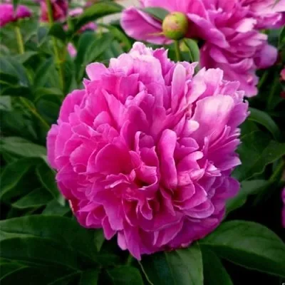 Пион ФЕЛИКС КРАУССЕ травянистый  Пион ФЕЛИКС КРАУССЕ травянистый в Магнитогорске