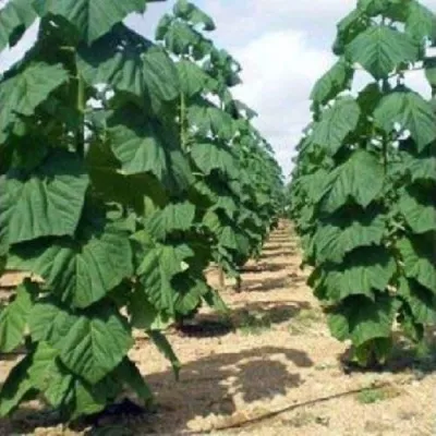 Павлония ПАО ТОГН Z07 в Магнитогорске