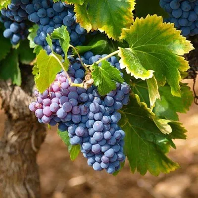 Виноград ЗИЛГА в Магнитогорске