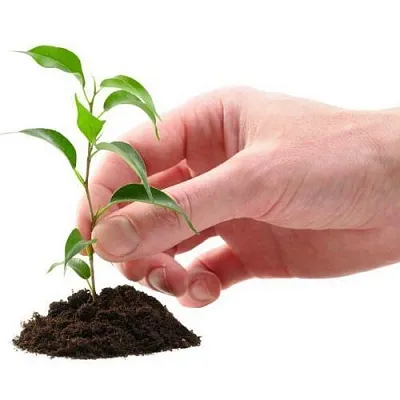 Саженцы  Саженцы в Магнитогорске