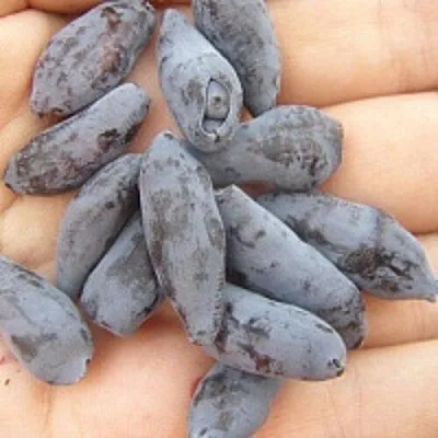 Жимолость съедобная ЧУЛЫМСКАЯ  Жимолость съедобная ЧУЛЫМСКАЯ в Магнитогорске