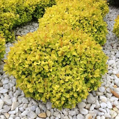 Барбарис БОНАНЗА ГОЛД тунберга  Барбарис БОНАНЗА ГОЛД тунберга в Магнитогорске