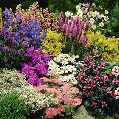 Многолетние растения  Многолетние растения в Магнитогорске