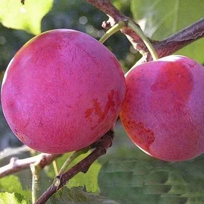 Слива ДЕЛИКАТНАЯ  Слива ДЕЛИКАТНАЯ в Магнитогорске