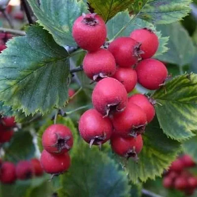 Боярышник АРНОЛЬДА  Боярышник АРНОЛЬДА в Магнитогорске