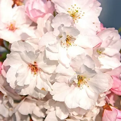 саженцы сакуры саженцы сакуры