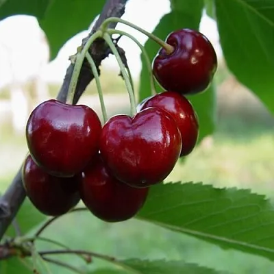 Черешня СТЕЛЛА  Черешня СТЕЛЛА в Магнитогорске