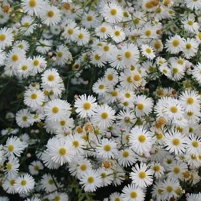 Болтония СНОУБЭНК  Болтония СНОУБЭНК в Магнитогорске