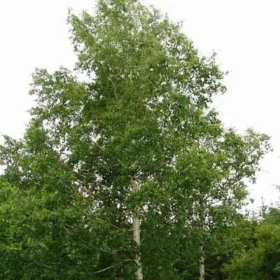 Береза бородавчатая  Береза бородавчатая в Магнитогорске