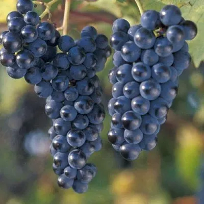 Виноград МАРКЕТТ в Магнитогорске