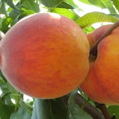 Персик СОЧНЫЙ — описание сорта Персик СОЧНЫЙ в Магнитогорске