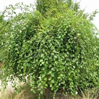 Береза САММЕР КАСКАД черная  Береза САММЕР КАСКАД черная в Магнитогорске