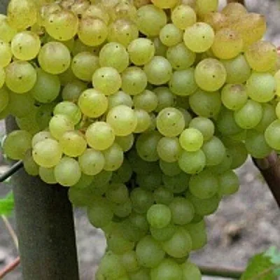 Виноград КИШМИШ 342 в Магнитогорске