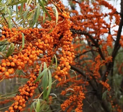 Облепиха СЕРАФИМА в Магнитогорске