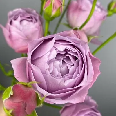 Саженцы роз ЛАВЕНДЕР БАБЛС спрей  Саженцы роз ЛАВЕНДЕР БАБЛС спрей в Магнитогорске