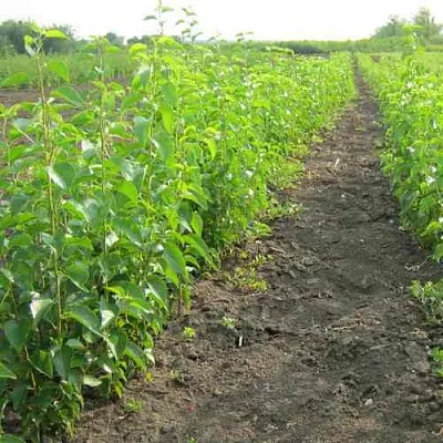 Подвой черешни ДИКАЯ ЧЕРЕШНЯ  Подвой черешни ДИКАЯ ЧЕРЕШНЯ в Магнитогорске