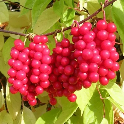 Лимонник  Лимонник в Магнитогорске