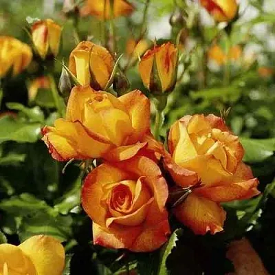 Саженцы роз САХАРА плетистая  Саженцы роз САХАРА плетистая в Магнитогорске