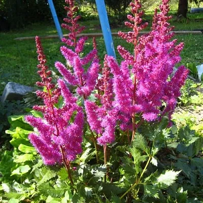 Астильба ЭЛИЗАБЕТ ВАН ВИН японская  Астильба ЭЛИЗАБЕТ ВАН ВИН японская в Магнитогорске