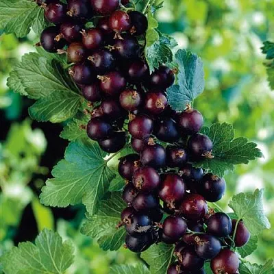 Йошта  Йошта в Магнитогорске