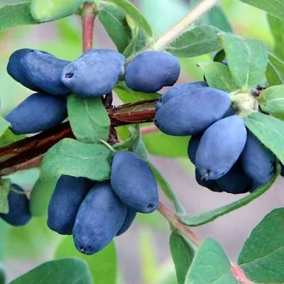 Жимолость съедобная ХОНЕЙ БИ  Жимолость съедобная ХОНЕЙ БИ в Магнитогорске